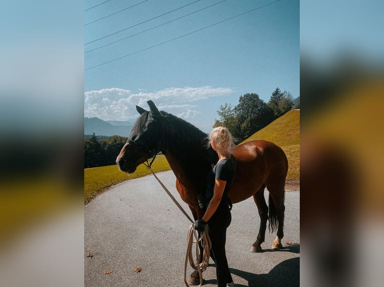 PRE Gelding 9 years 15,2 hh Brown in Weerberg