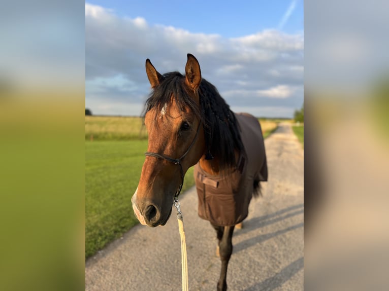 PRE Gelding 9 years 15,2 hh Brown in Weerberg