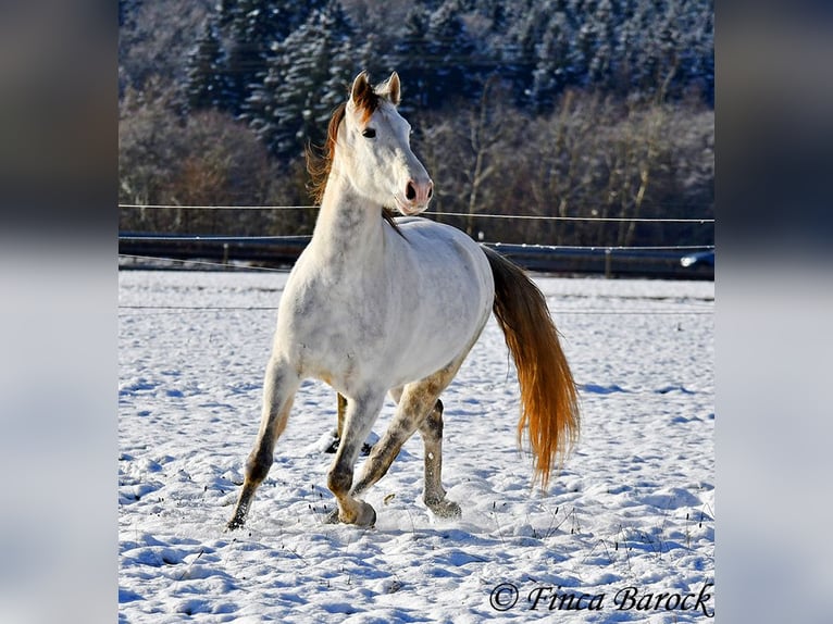 PRE Gelding 9 years 15,2 hh Gray in Wiebelsheim