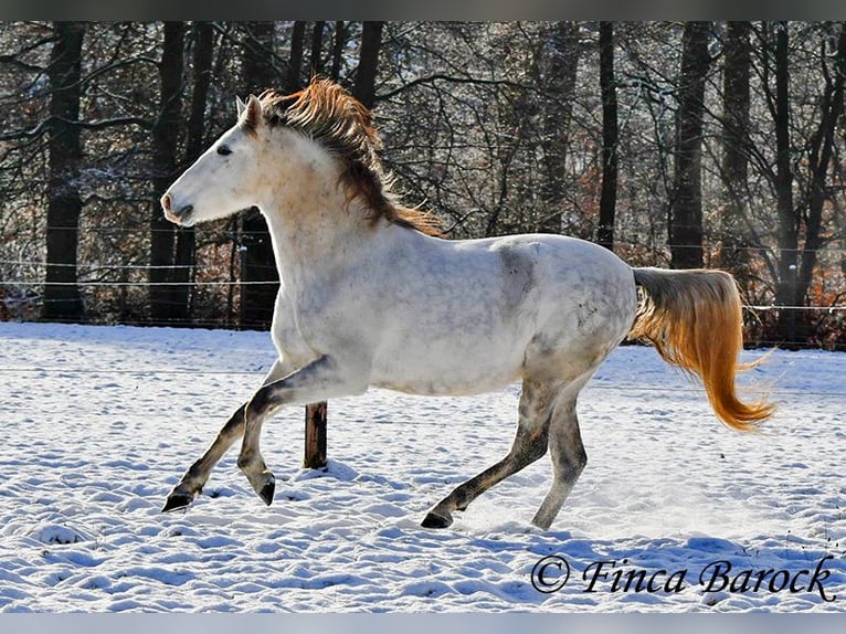 PRE Gelding 9 years 15,2 hh Gray in Wiebelsheim