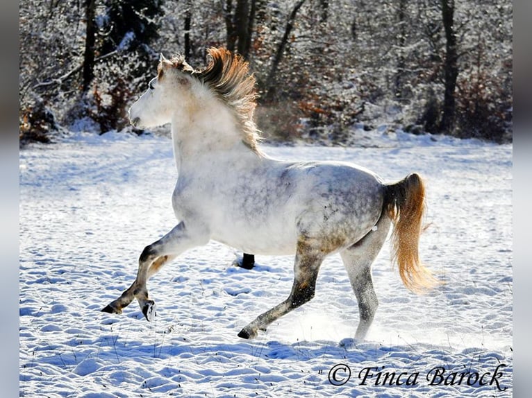 PRE Gelding 9 years 15,2 hh Gray in Wiebelsheim