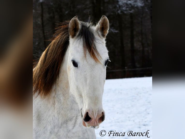 PRE Gelding 9 years 15,2 hh Gray in Wiebelsheim