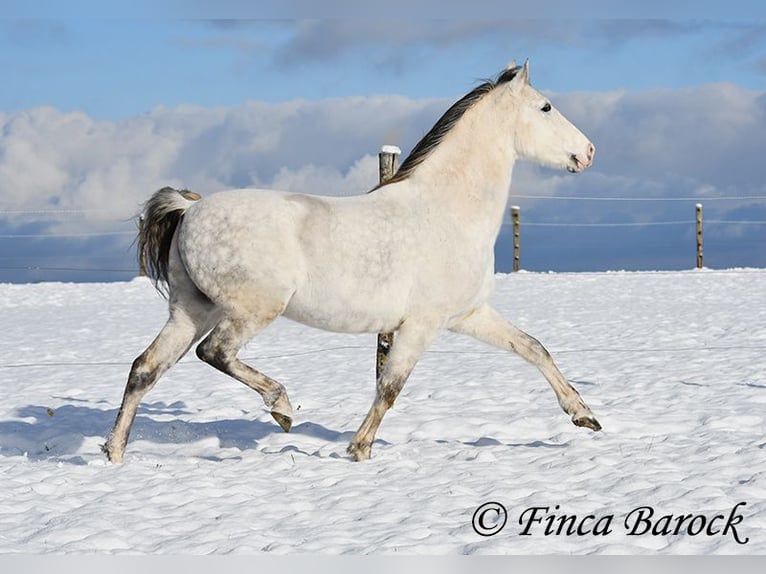 PRE Gelding 9 years 15,2 hh Gray in Wiebelsheim