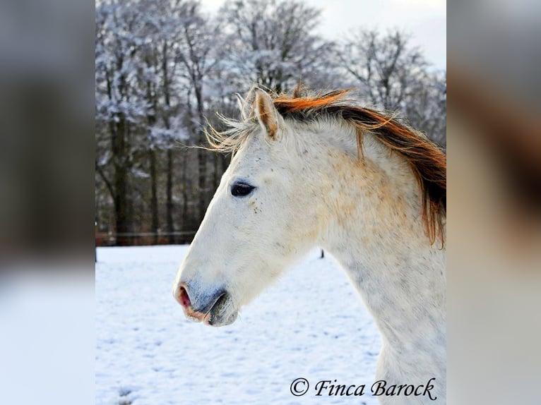 PRE Gelding 9 years 15,2 hh Gray in Wiebelsheim