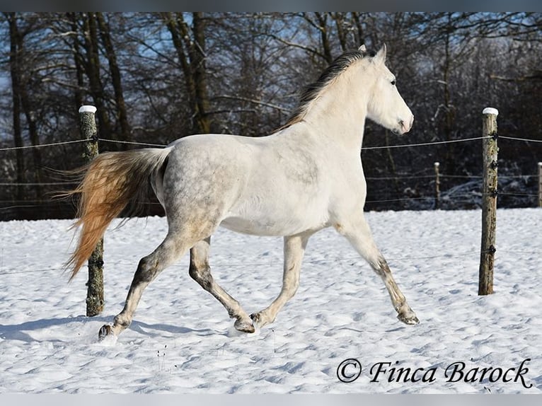 PRE Gelding 9 years 15,2 hh Gray in Wiebelsheim