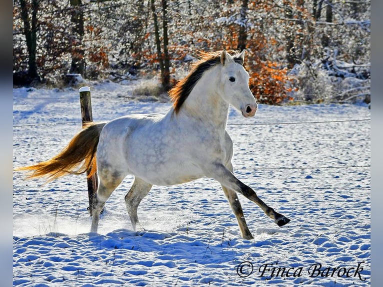 PRE Gelding 9 years 15,2 hh Gray in Wiebelsheim