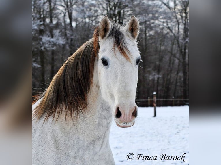 PRE Gelding 9 years 15,2 hh Gray in Wiebelsheim