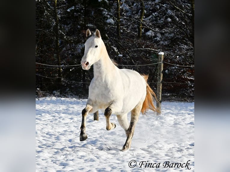 PRE Gelding 9 years 15,2 hh Gray in Wiebelsheim