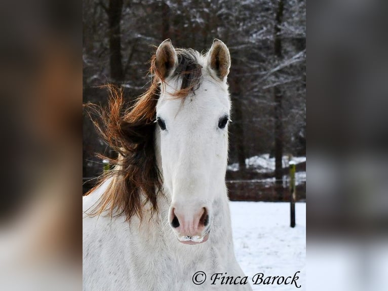 PRE Gelding 9 years 15,2 hh Gray in Wiebelsheim