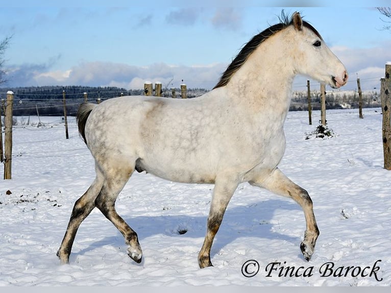 PRE Gelding 9 years 15,2 hh Gray in Wiebelsheim