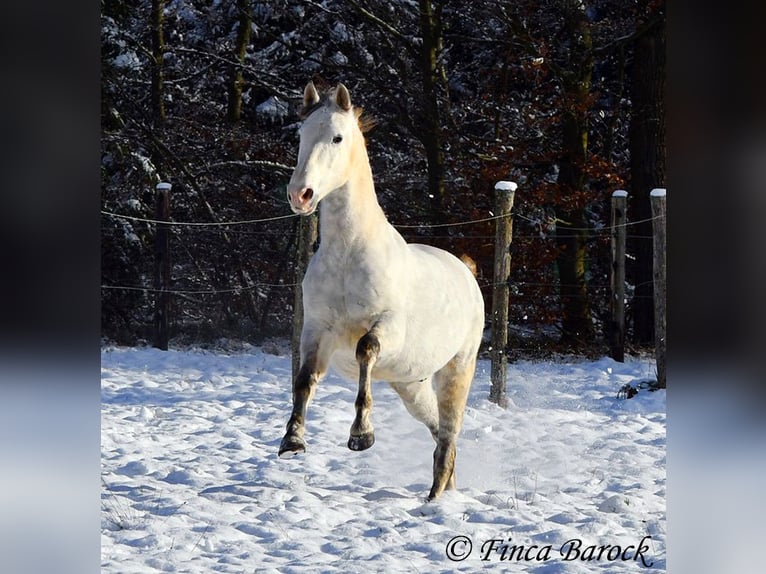 PRE Gelding 9 years 15,2 hh Gray in Wiebelsheim