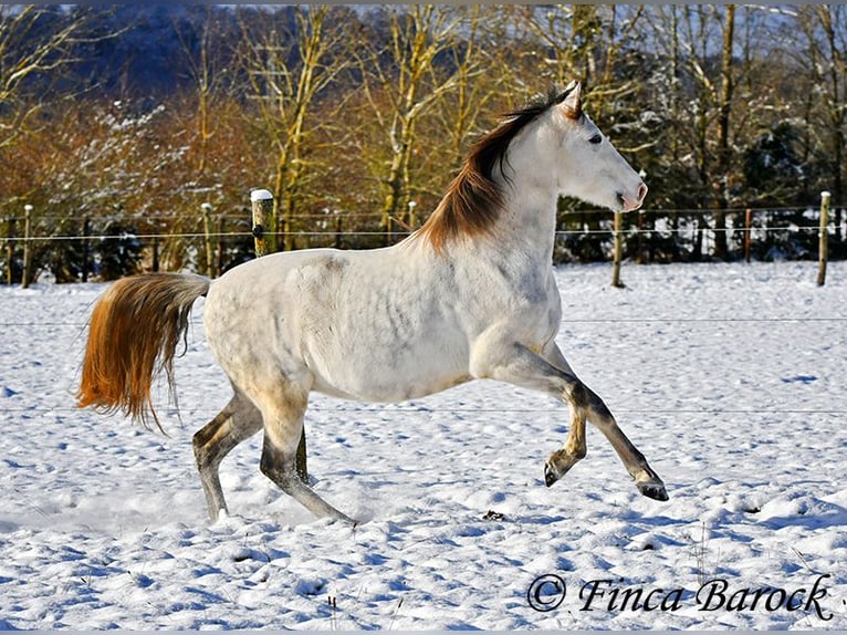 PRE Gelding 9 years 15,2 hh Gray in Wiebelsheim