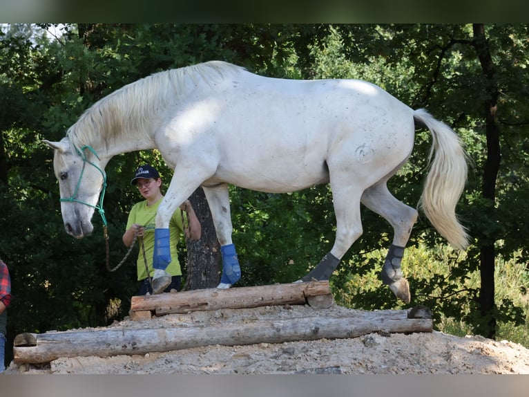 PRE Gelding 9 years 15.2 hh Grey in Kranichfeld