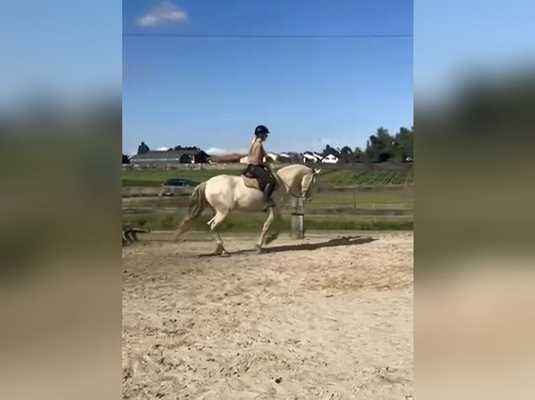 PRE Gelding 9 years 15,2 hh Perlino in Genève