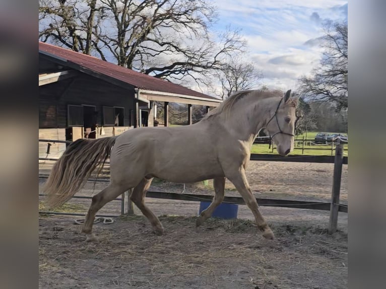 PRE Gelding 9 years 15,2 hh Perlino in Genève