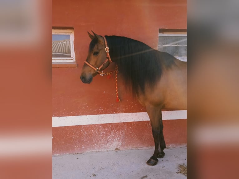 PRE Mix Gelding 9 years 15,3 hh Brown in Madrid