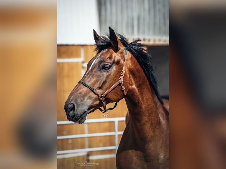 PRE Mix Gelding 9 years 15,3 hh Brown in Bötersen