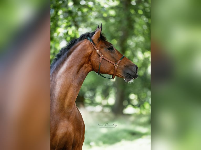 PRE Mix Gelding 9 years 15,3 hh Brown in Bötersen