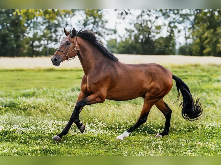 PRE Mix Gelding 9 years 15,3 hh Brown in Bötersen