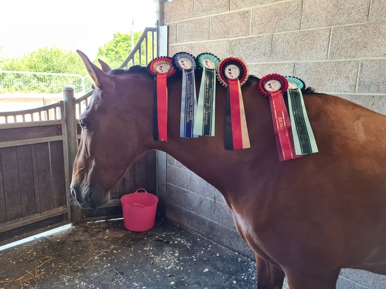 PRE Gelding 9 years 15,3 hh in Orbassano