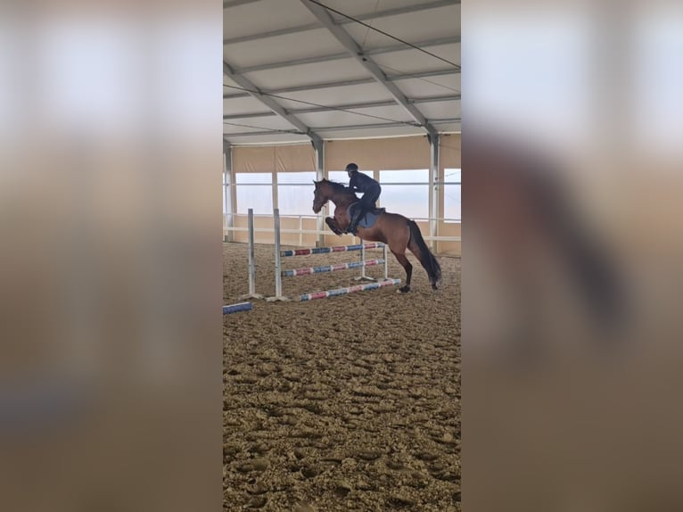 PRE Gelding 9 years 15,3 hh in Orbassano