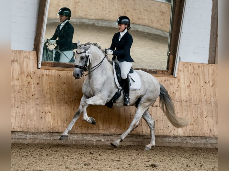 PRE Gelding 9 years 15.3 hh Grey in LüdinghausenLüdinghausen