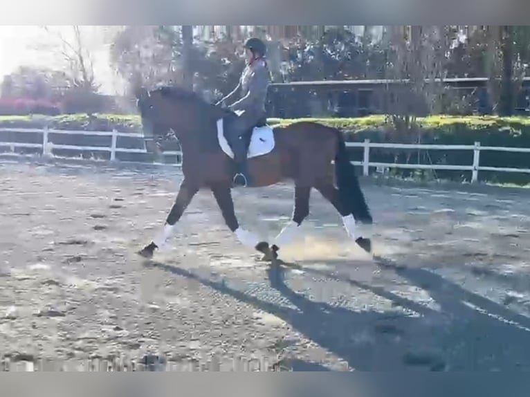 PRE Gelding 9 years 15,3 hh in Orbassano