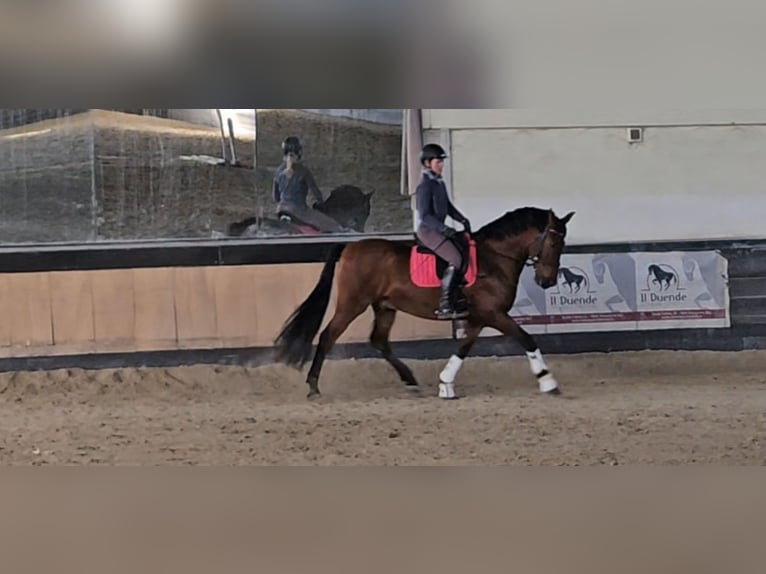 PRE Gelding 9 years 15,3 hh in Orbassano