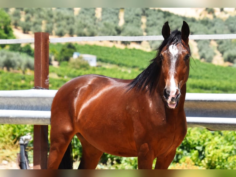 PRE Mix Gelding 9 years 15 hh Brown in Häuslenen