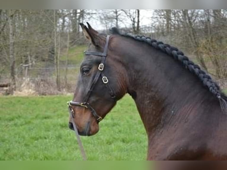 PRE Mix Gelding 9 years 15,1 hh Bay-Dark in Kaufering