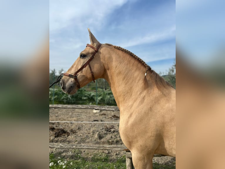PRE Mix Gelding 9 years 15,2 hh Champagne in Bad Lauterberg im Harz