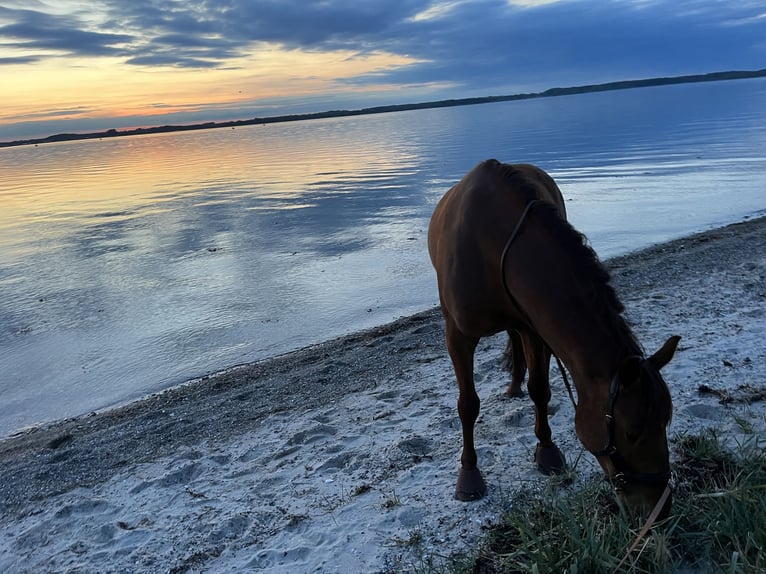 PRE Gelding 9 years 15,2 hh Chestnut-Red in Osdorf