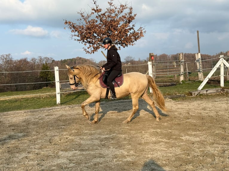 PRE Gelding 9 years 15,2 hh Perlino in St. Ursen