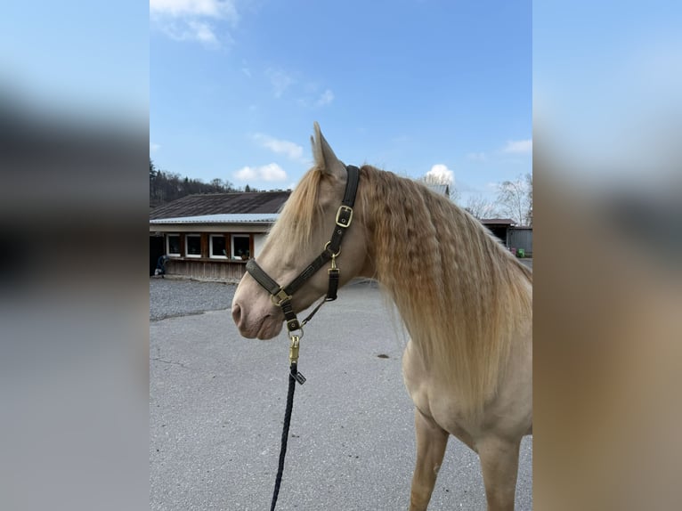PRE Gelding 9 years 15,2 hh Perlino in St. Ursen