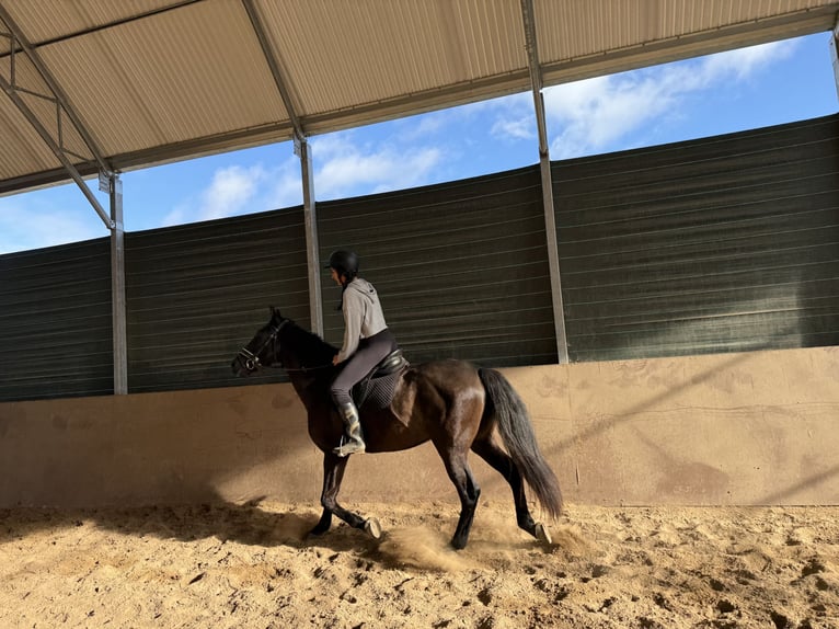 PRE Gelding 9 years 16.1 hh Bay-Dark in San Vicente De Elviña