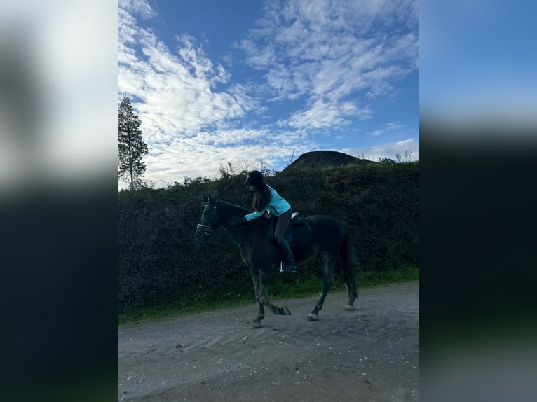 PRE Gelding 9 years 16.1 hh Bay-Dark in San Vicente De Elviña