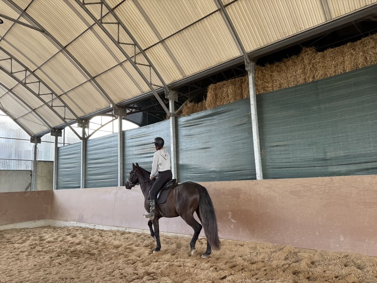 PRE Gelding 9 years 16.1 hh Bay-Dark in San Vicente De Elviña