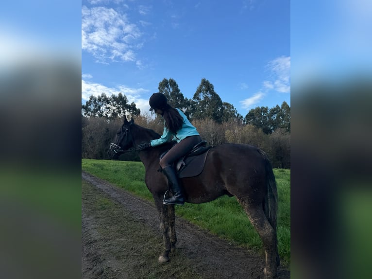 PRE Gelding 9 years 16.1 hh Bay-Dark in San Vicente De Elviña