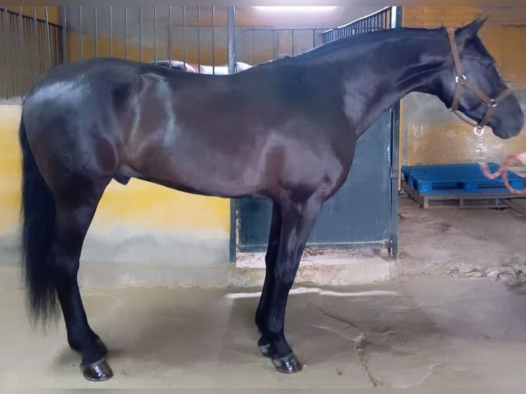 PRE Gelding 9 years 16,1 hh Bay-Dark in Reiskirchen