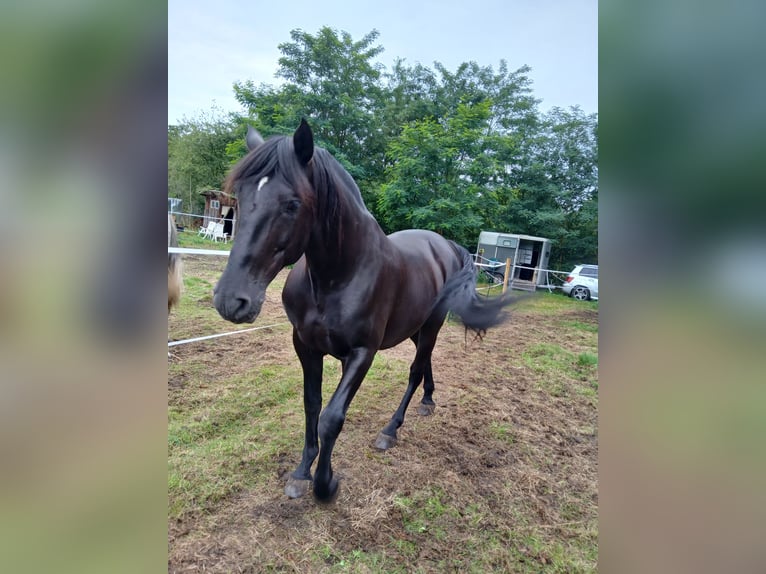PRE Gelding 9 years 16.1 hh Black in Wietze