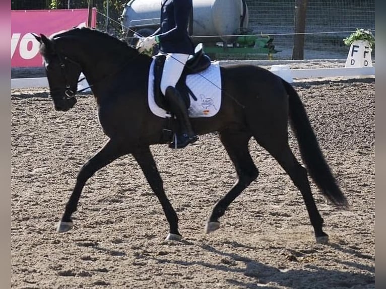 PRE Mix Gelding 9 years 16,1 hh Black in Grebenhain