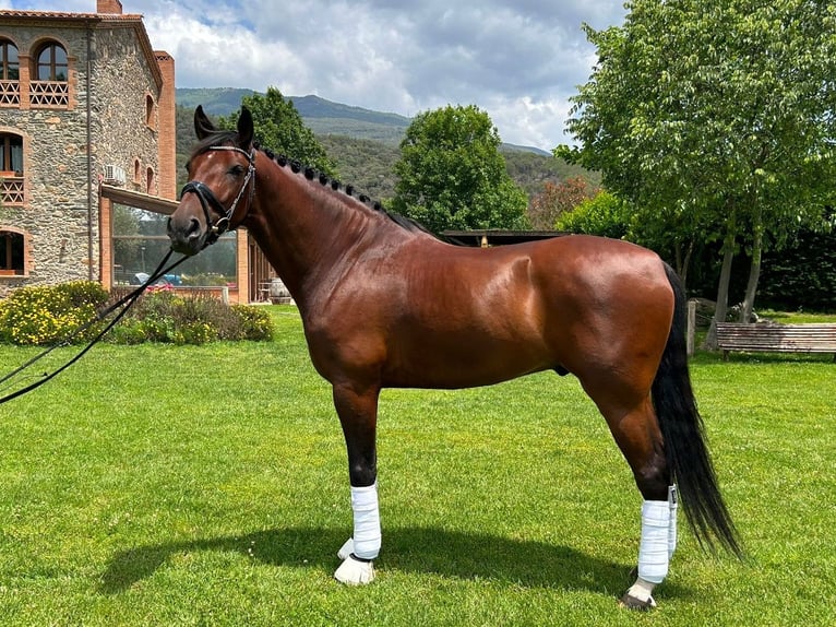 PRE Gelding 9 years 16,1 hh Brown in Barcelona