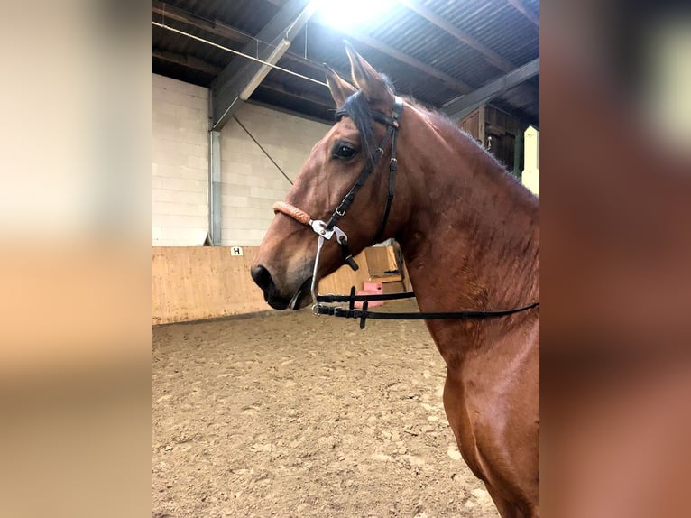 PRE Mix Gelding 9 years 16,1 hh Brown in Bötersen