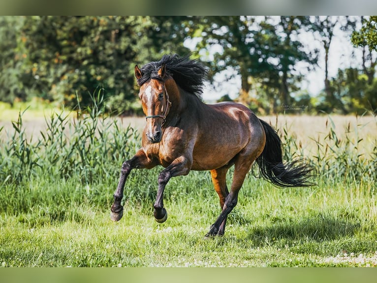 PRE Mix Gelding 9 years 16,1 hh Brown in Hinterhagen