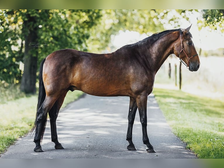 PRE Mix Gelding 9 years 16,1 hh Brown in Hinterhagen