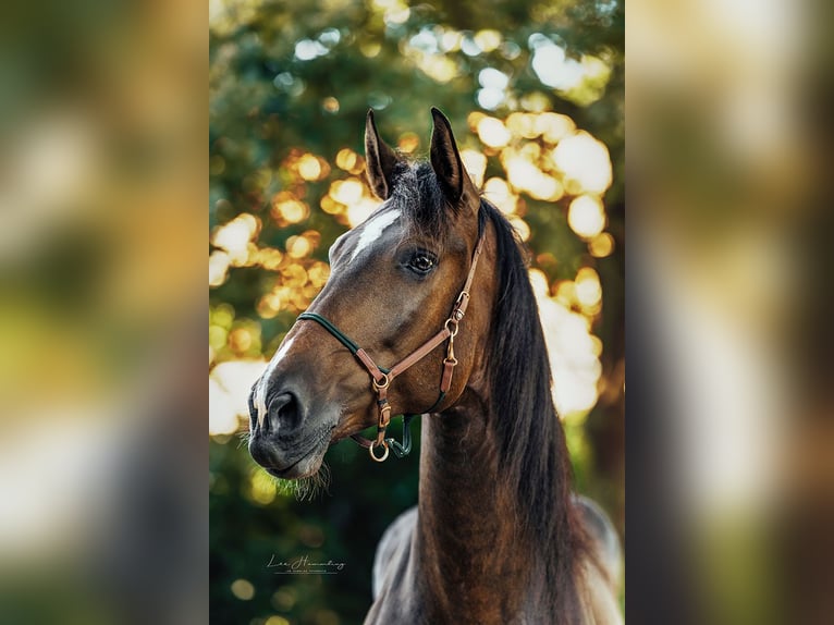 PRE Mix Gelding 9 years 16,1 hh Brown in Hinterhagen