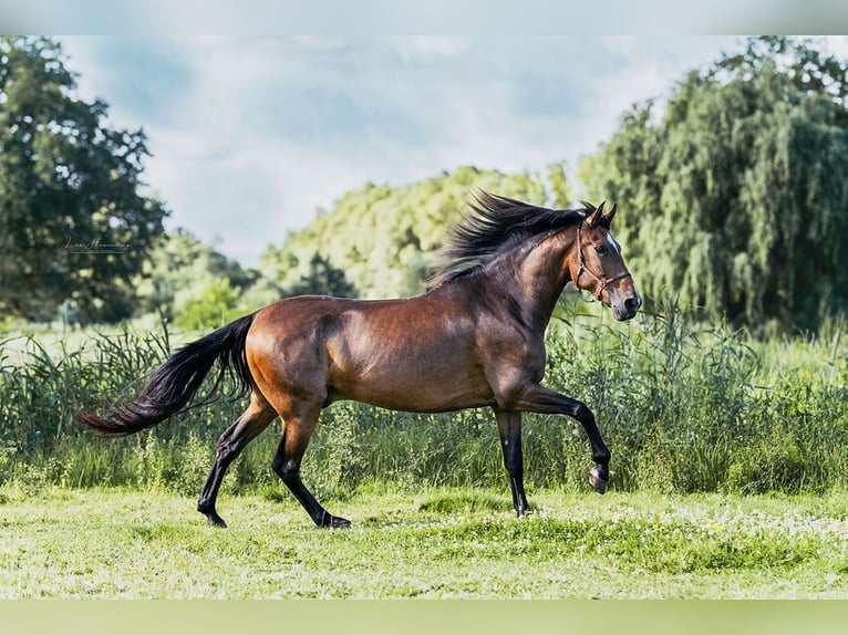 PRE Mix Gelding 9 years 16,1 hh Brown in Hinterhagen