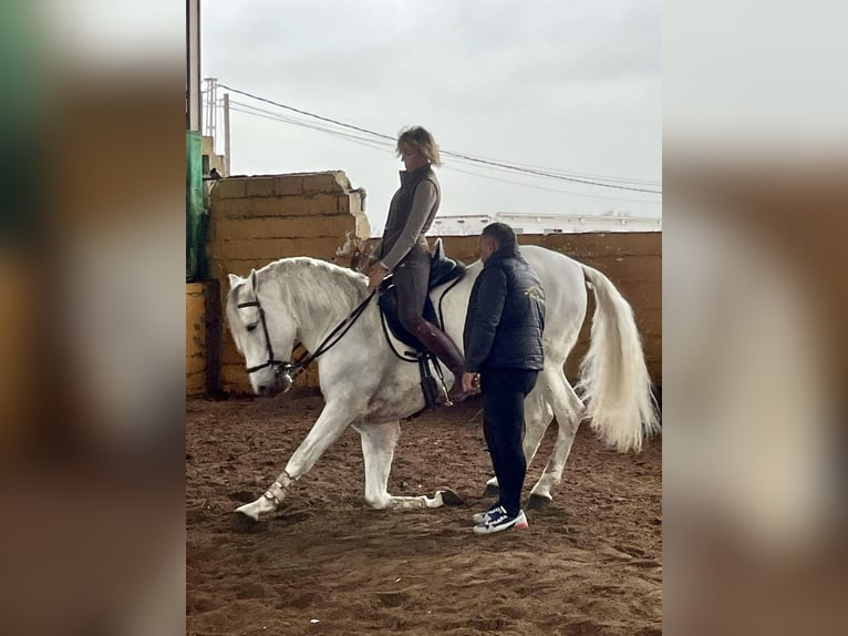 PRE Gelding 9 years 16,1 hh Gray in Don Benito