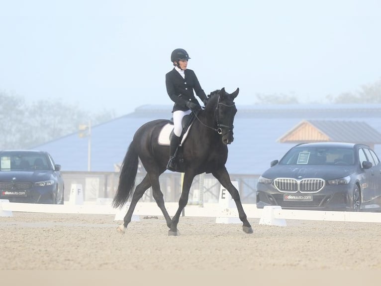PRE Gelding 9 years 16.2 hh Black in champfleur