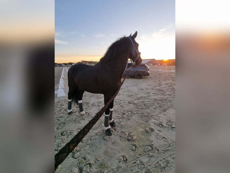 PRE Gelding 9 years 16.2 hh Black in champfleur